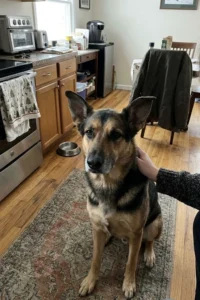 German shepherd sitting in a kitchen while an owner gently pets its neck.