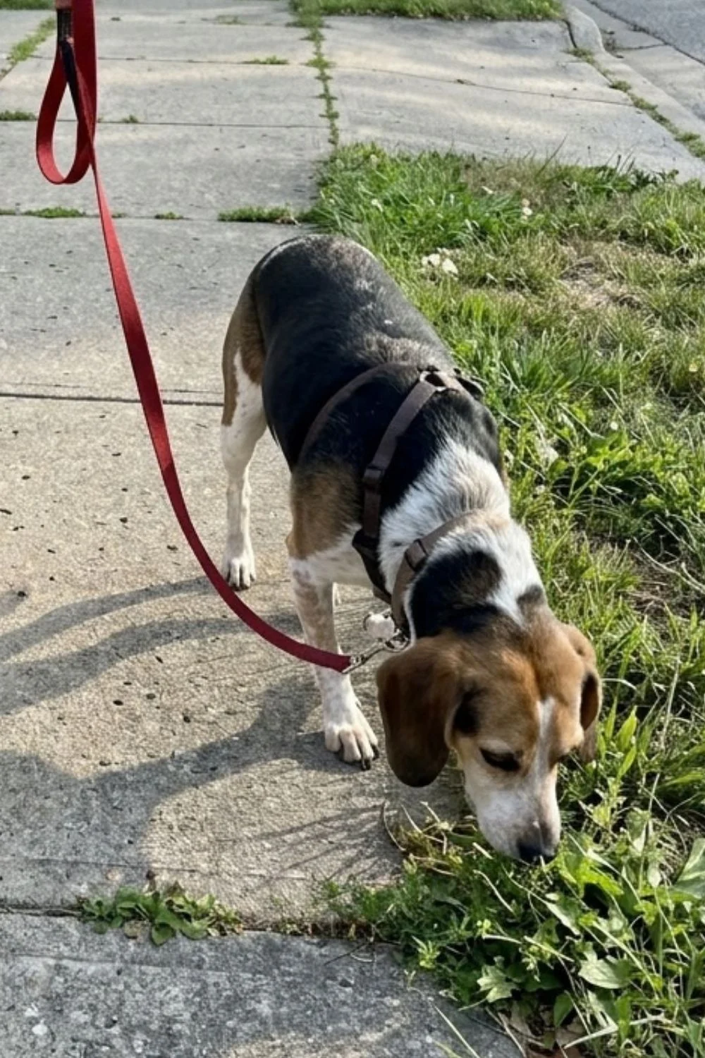 Beagle sniffing grass beside a sidewalk on a red leash.
