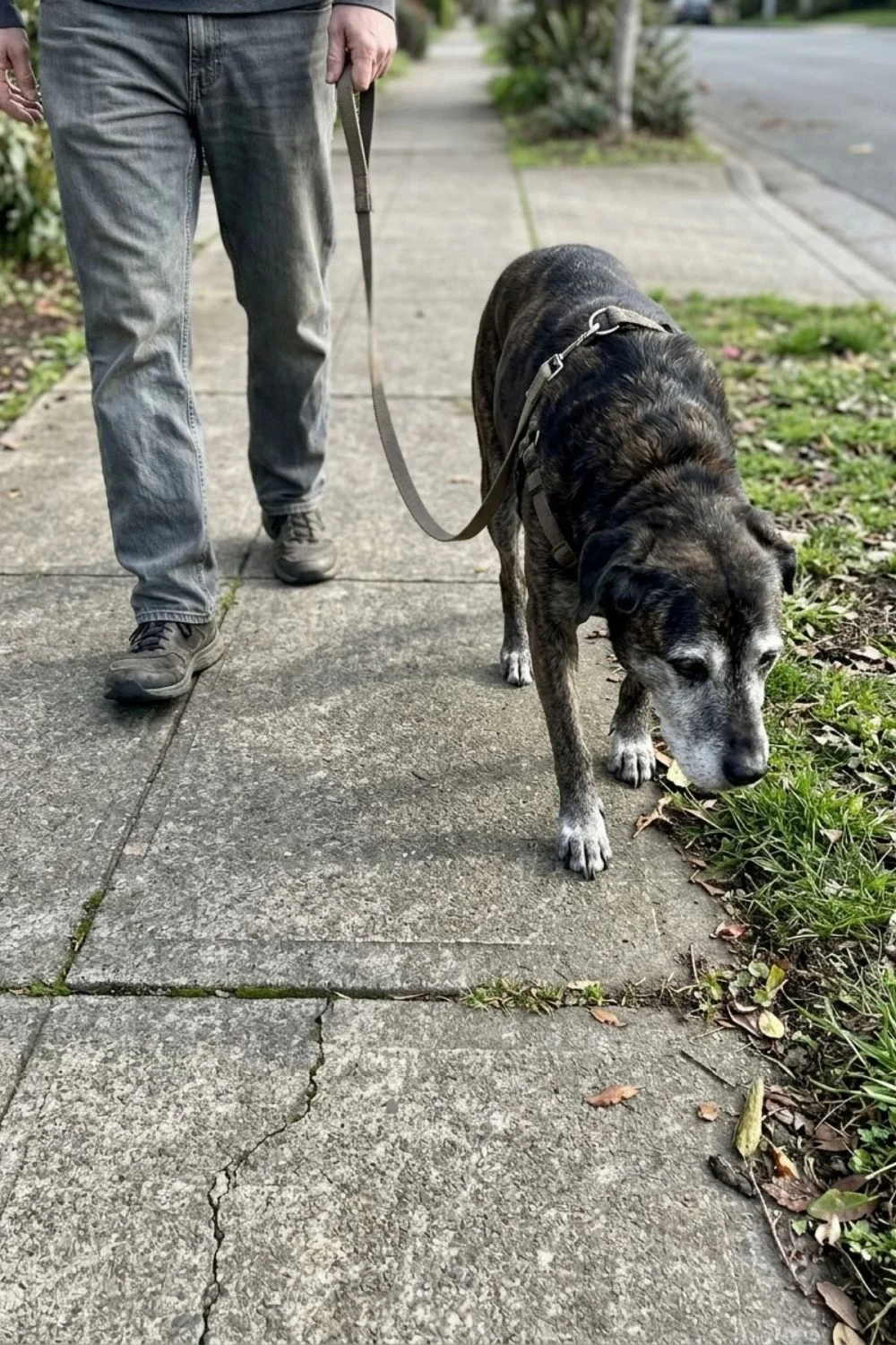 Gray-muzzled dog walking slowly on a neighborhood sidewalk with its owner.