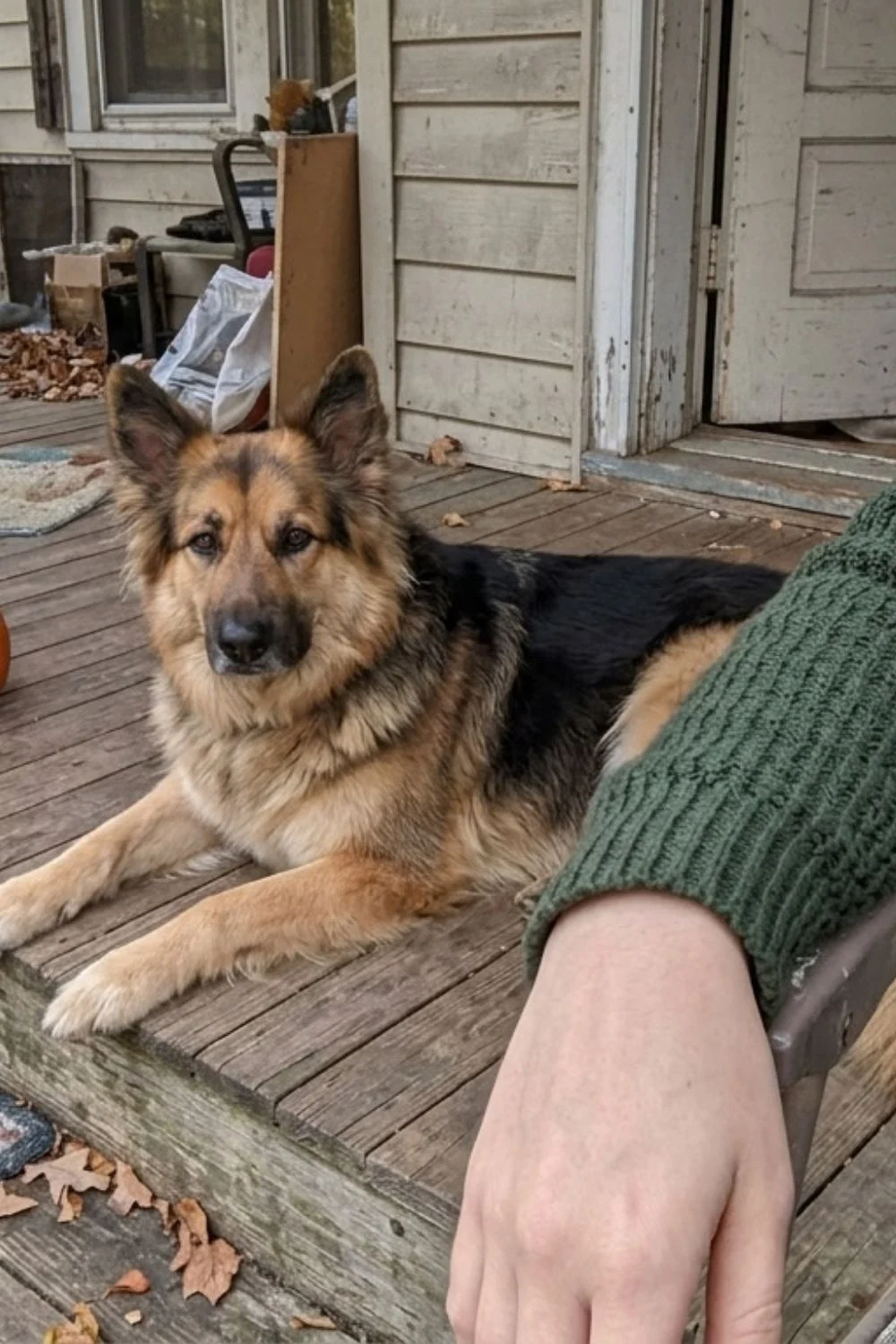 German shepherd resting on a porch beside an owner's arm.