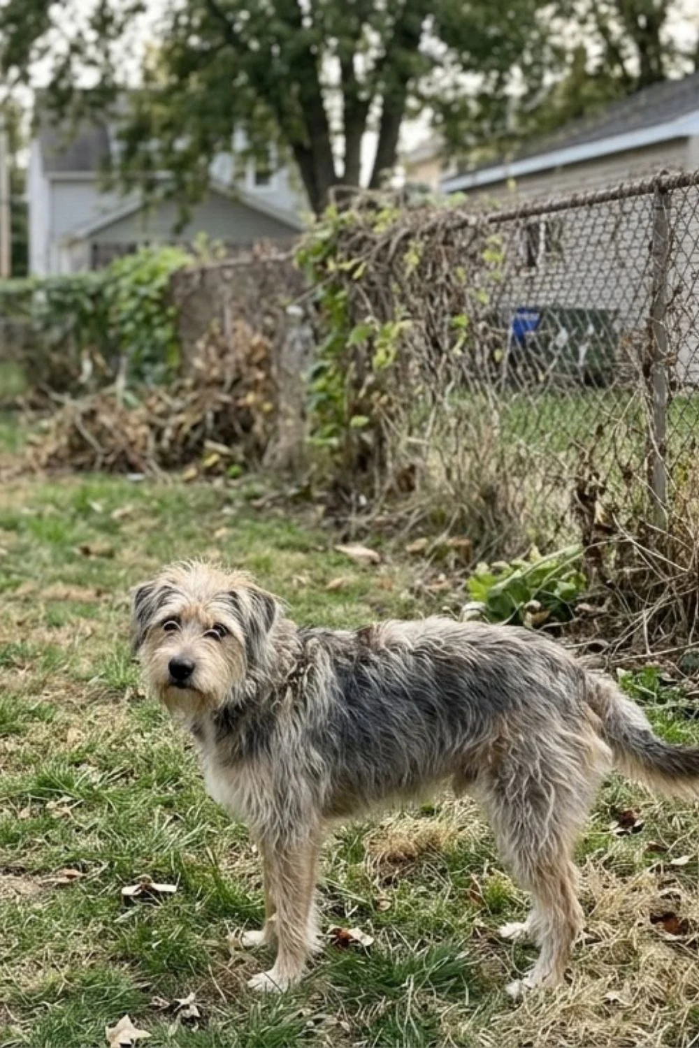 Shaggy terrier mix standing in ordinary backyard grass.
