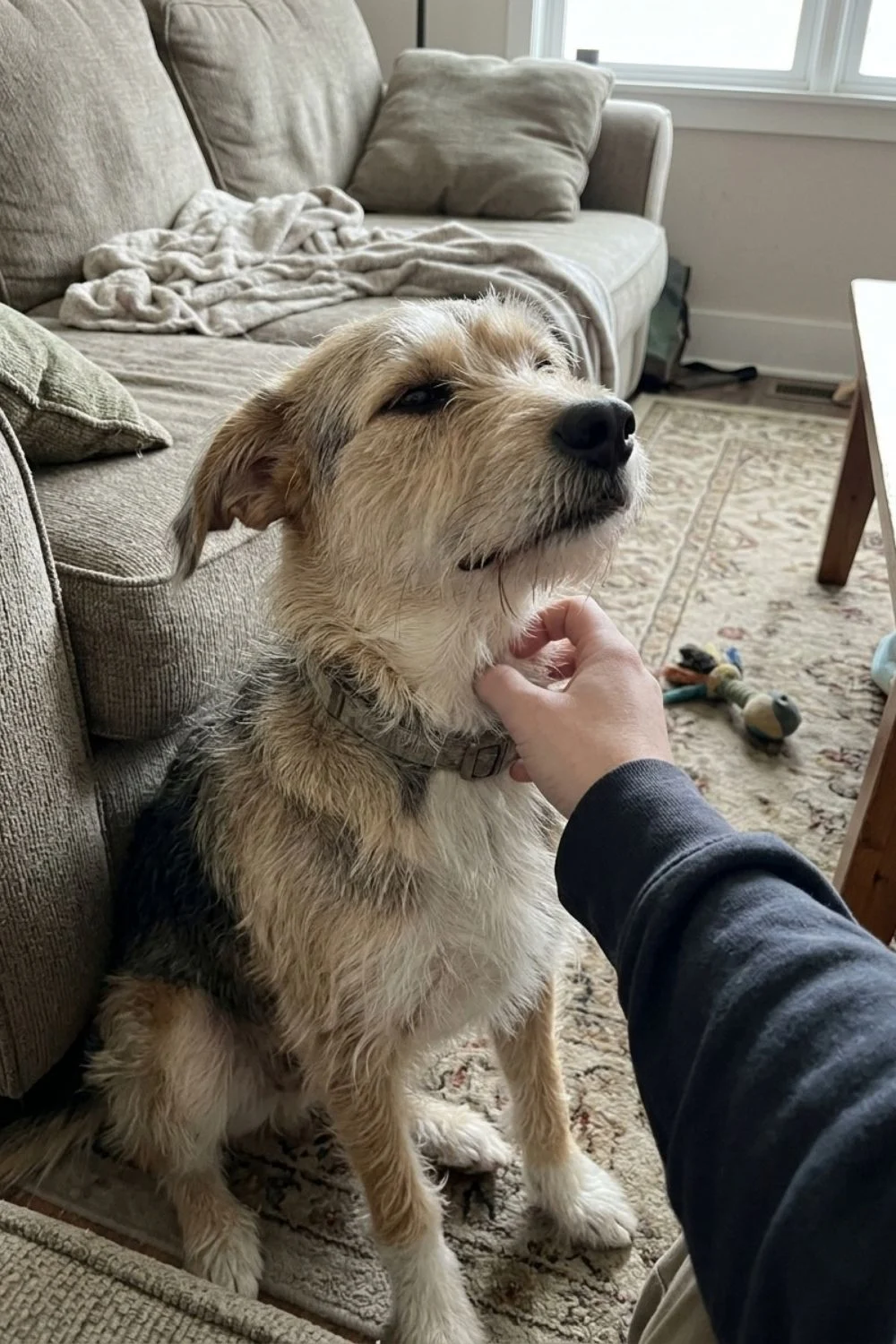 Shaggy terrier mix sitting by a couch while an owner scratches under its chin.