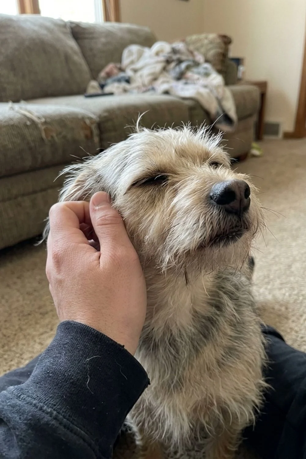 Shaggy terrier mix sitting indoors while an owner scratches its neck.