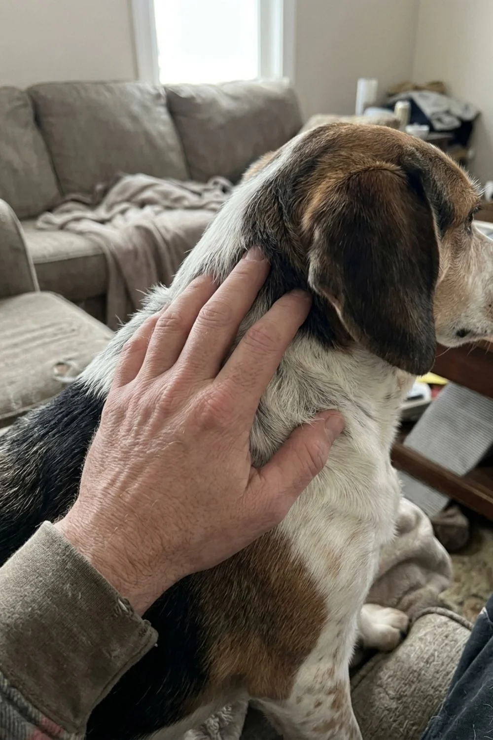 Beagle sitting beside a couch while an owner pets its shoulder.