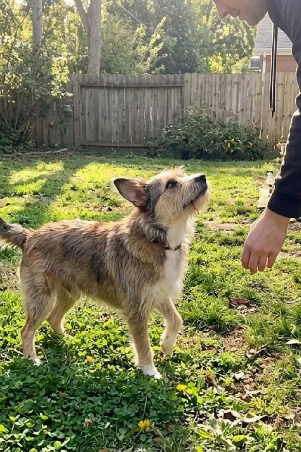 Shaggy puppy standing in a backyard and looking up at an owner's hand.