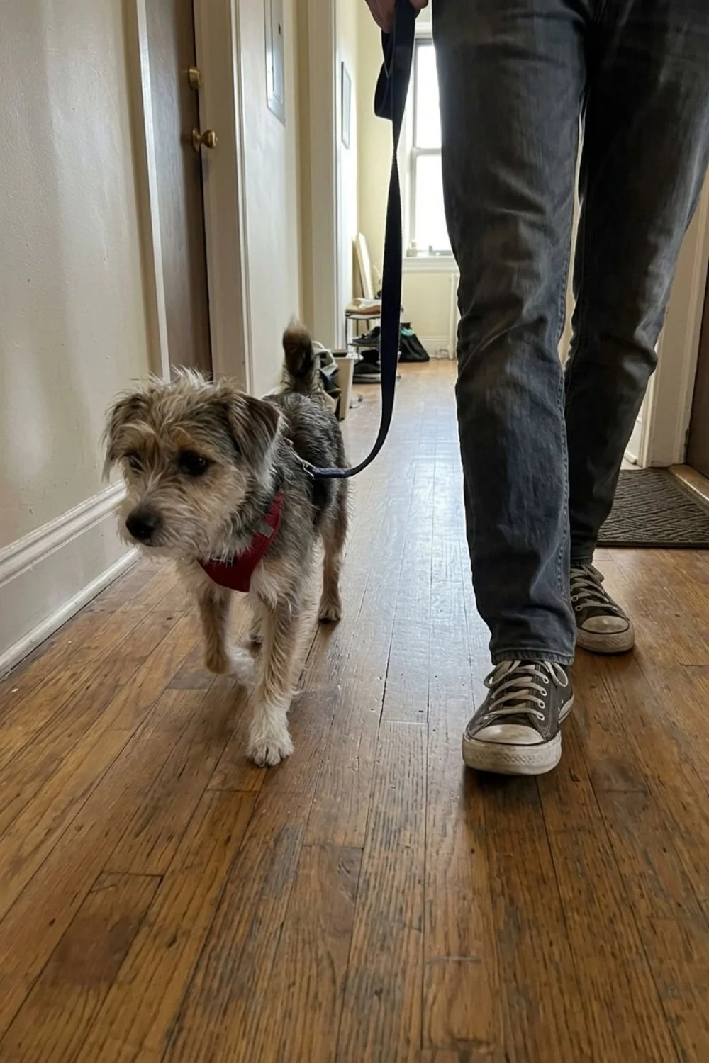 Shaggy terrier mix walking through a hallway beside its owner's legs.