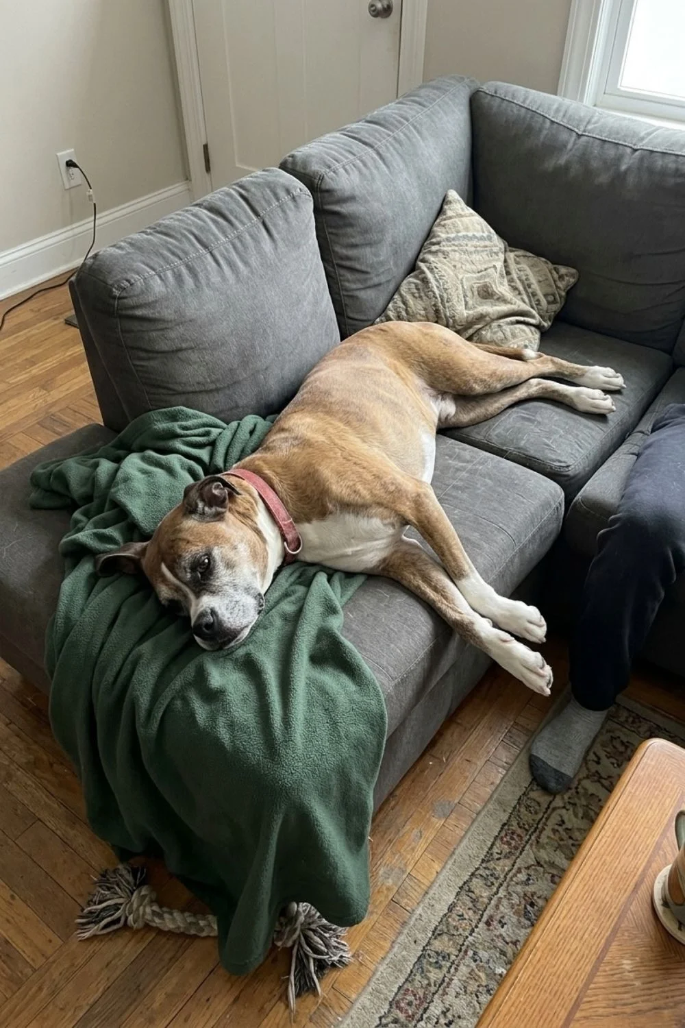 Boxer stretched across a couch beside a seated owner.