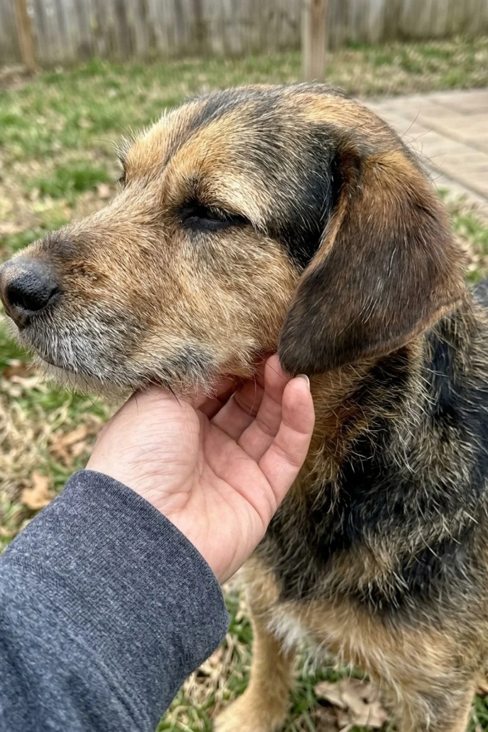Mixed-breed dog outdoors while an owner gently supports its chin.