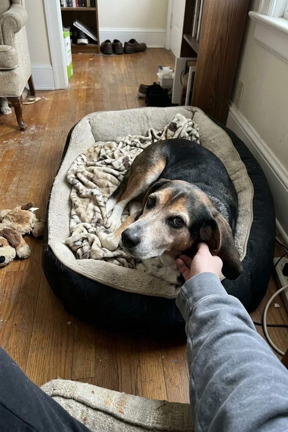 Beagle resting in a dog bed while an owner pets its face.