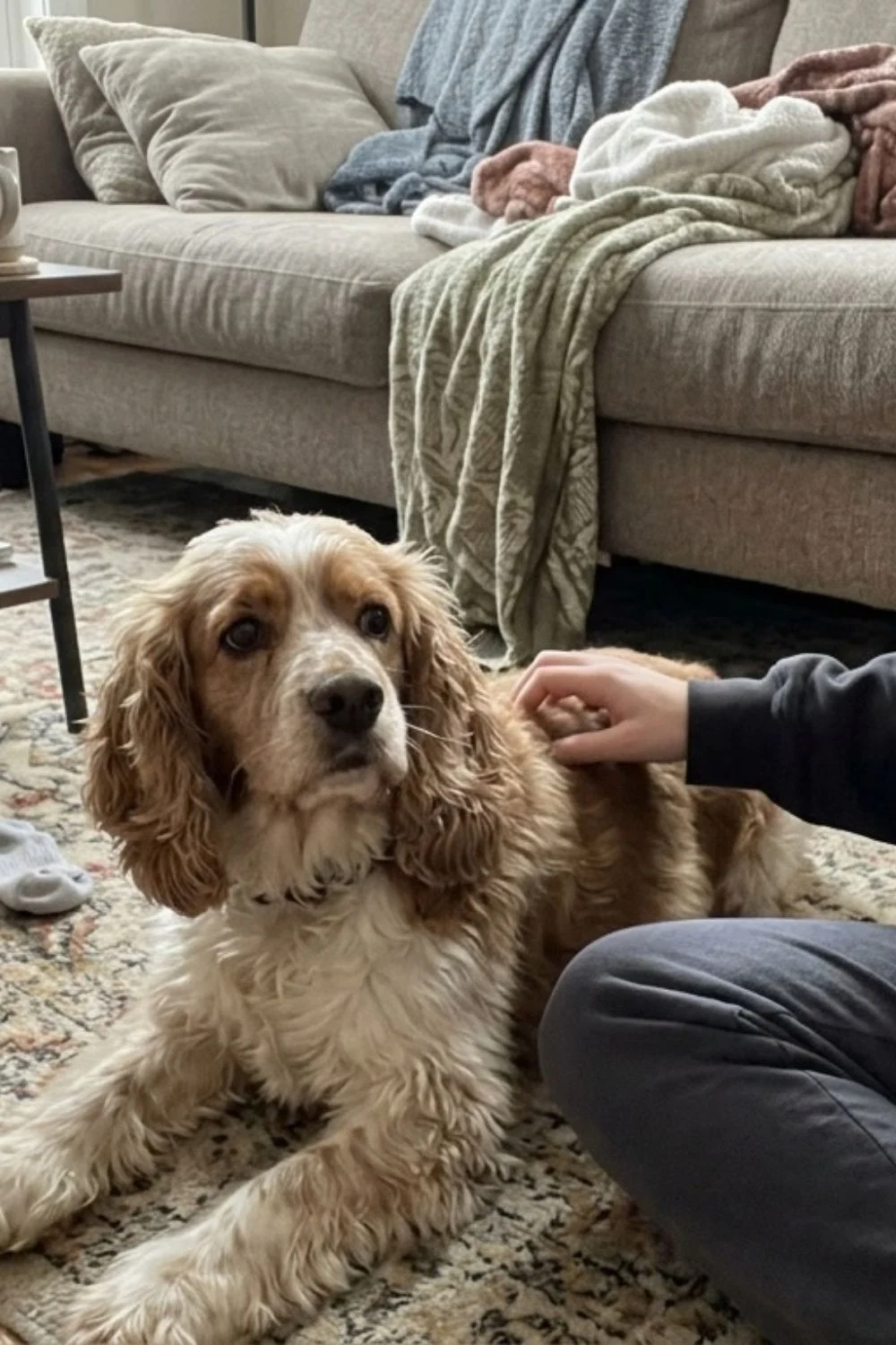 Cocker spaniel sitting on a living-room rug while an owner gently pets its neck.