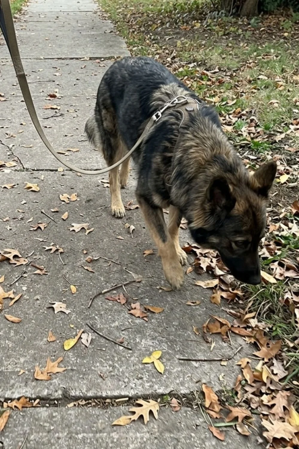 German shepherd sniffing fallen leaves during a neighborhood walk.
