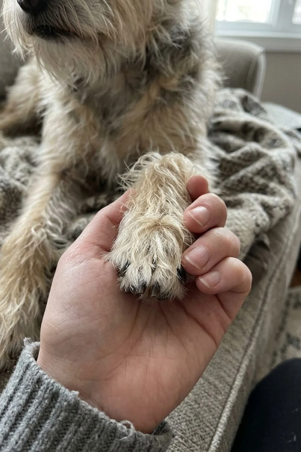 Shaggy dog's paw resting in an owner's hand on a couch.