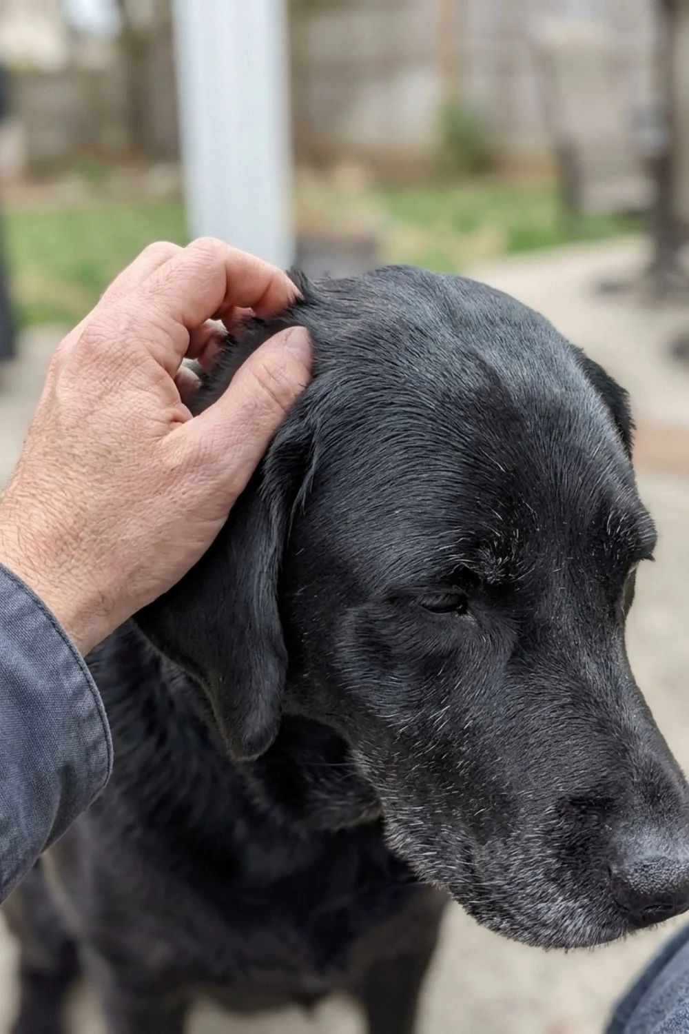 Gray-muzzled black senior dog being gently petted outdoors.